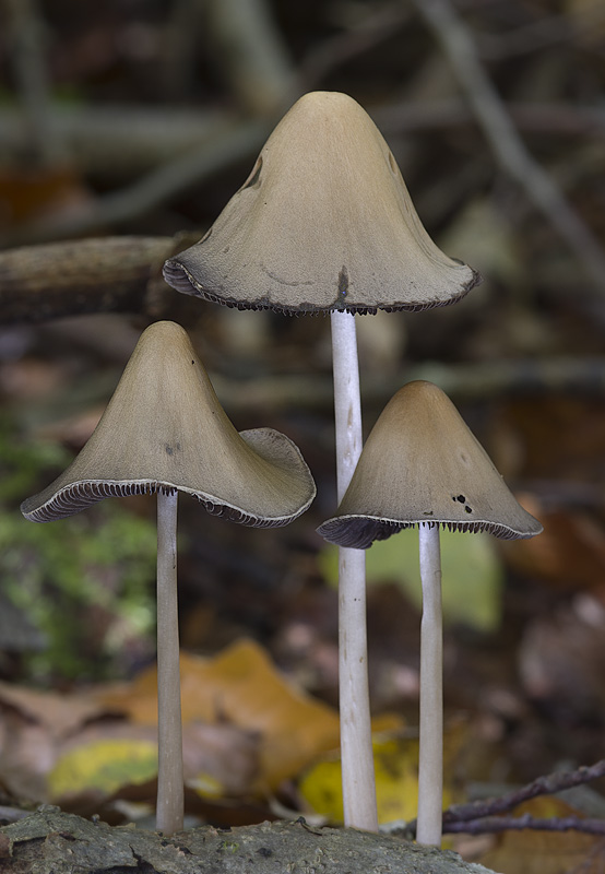 Psathyrella conopilus